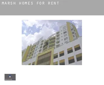 Marsh homes for rent
